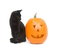 blackcatonhalloween
