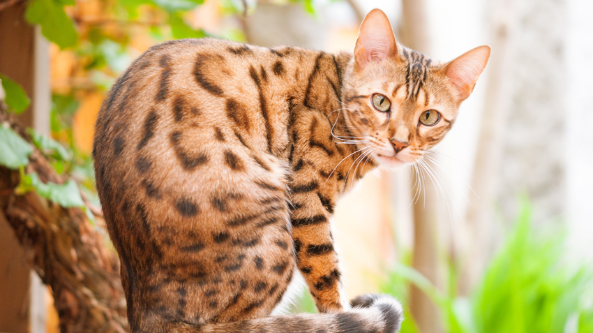 5 Things You Didn't Know About Bengal Cats