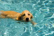 89dogswimming