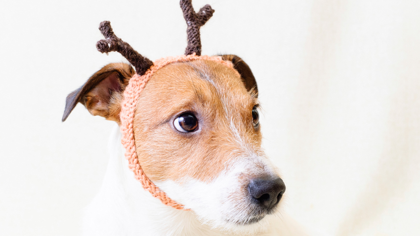 5 Ways Dogs are Like Reindeer