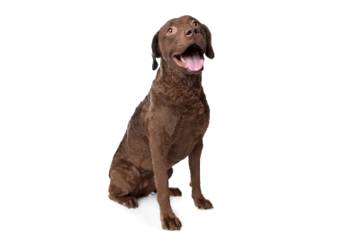 Chesapeake Bay retriever standing — health planner for puppies through senior dogs