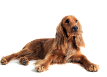 English cocker spaniel standing — health planner for puppies through senior dogs