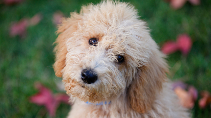 5 Things You Didn't Know About Labradoodles