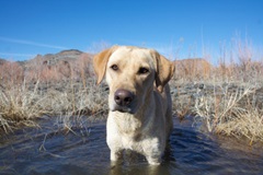 labradorinriver