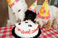 PetPartyCake