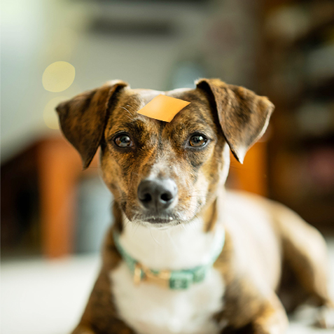 American CheeseWPNWinner