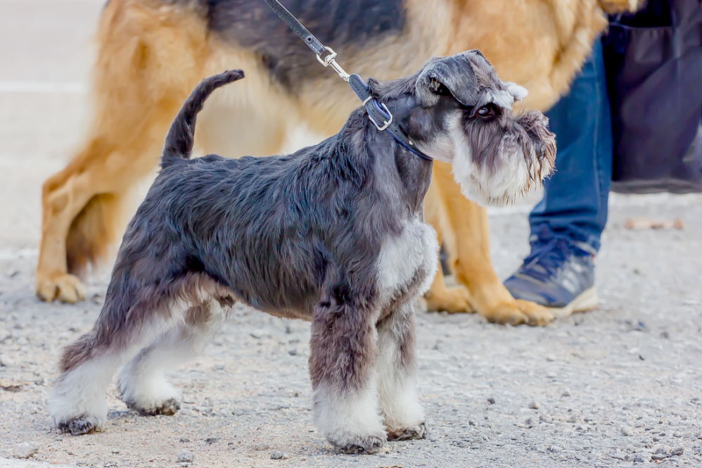 3-Fun fact-Schnauzer-Standard GettyImages-1287095184