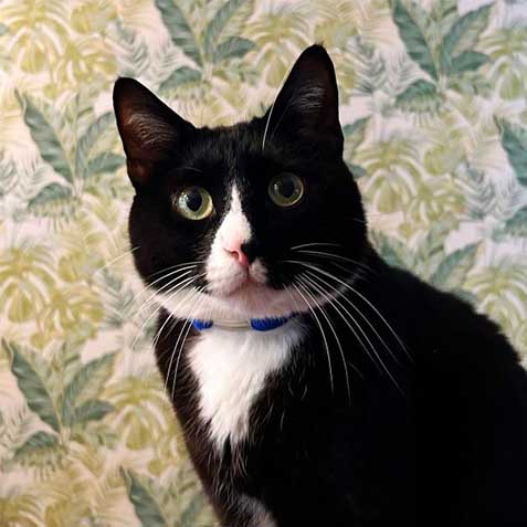 Tony Scarface Baloney