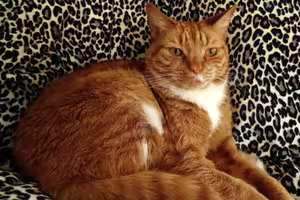 Edward-Scissorpaws