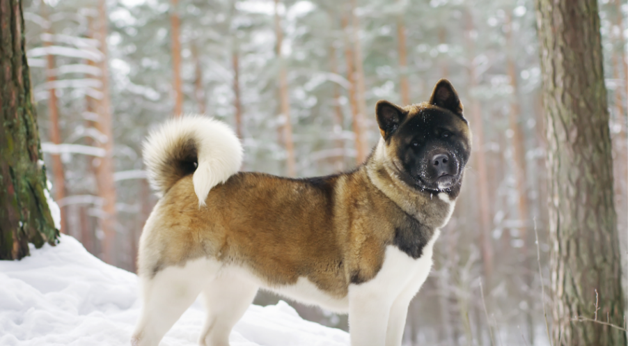 Akita image introduction