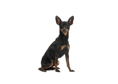Miniature Pinscher standing — health planner for puppies through senior dogs