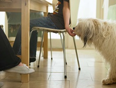 dog eating scraps