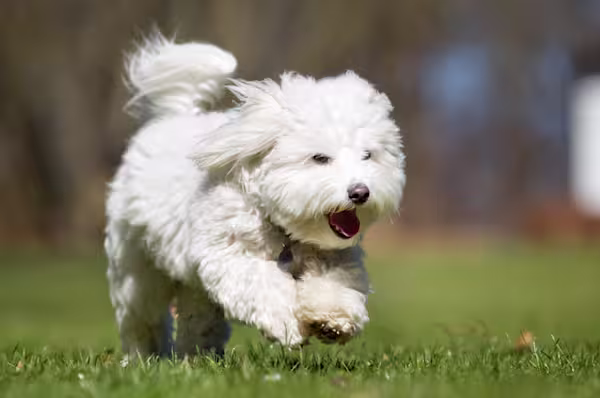 Coton de Tulear image