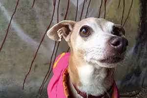 aggie-von-schwaggie
