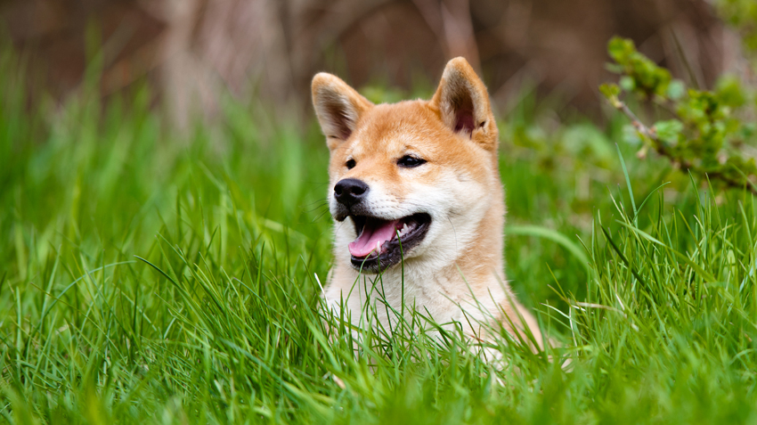 5 Things You Didn't Know About Shiba Inus