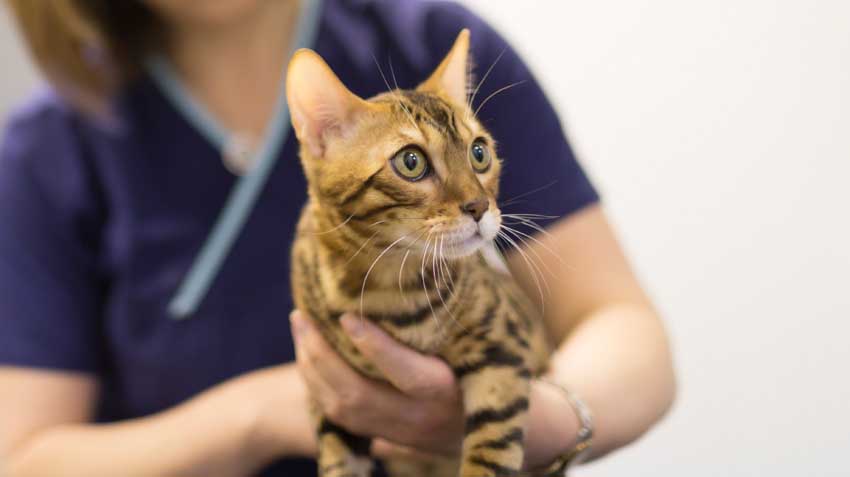 5 steps for a smooth first veterinary visit
