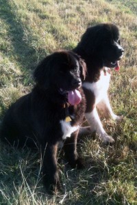 Aggie-and-Houser_HN-200x300