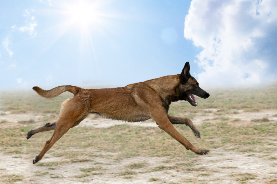 Belgian Malinois image