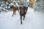 20dogpackinsnow