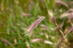 Foxtails weed2