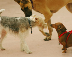 117dogsgreeting