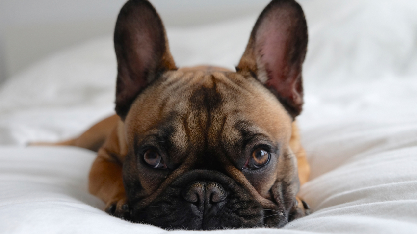 5 Things You Didn't Know About French Bulldogs