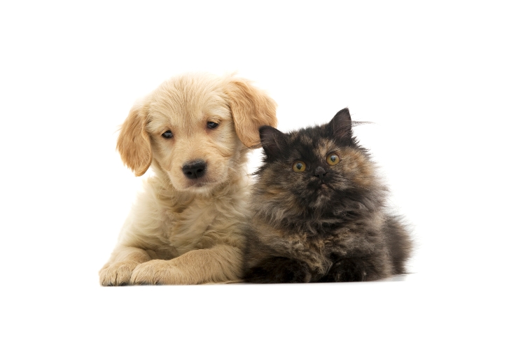 Popular-Pet-Names