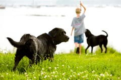 boywithdogsbeach