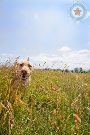 DogInField