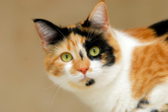 112Calico