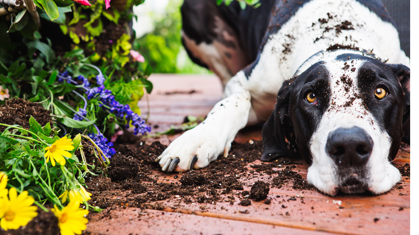 Gardens and Pet Toxicity