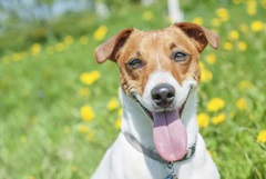 Dog dental conditions