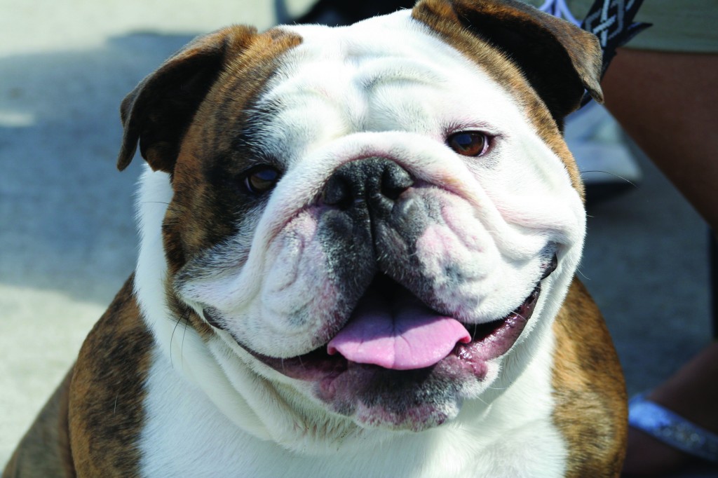 SmilingBulldog-1024x682