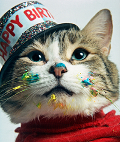 PetPartyCatBday