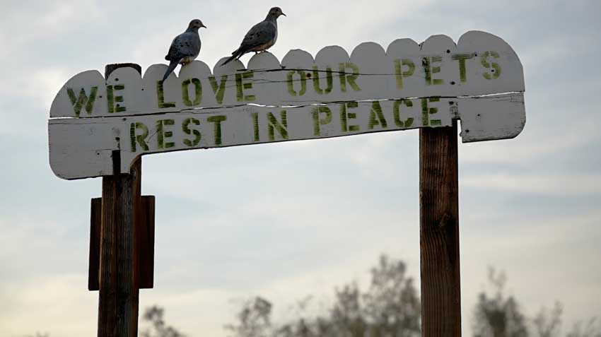 The Cost of Pet Burial