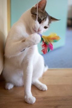 catsitsandplays