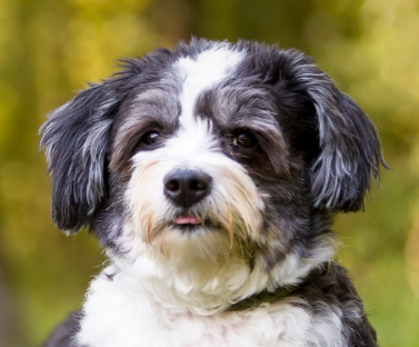 Shih Poo