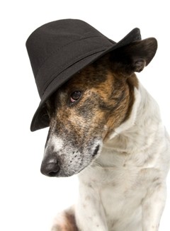 DressUp DogHat2