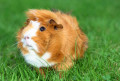 148hamster