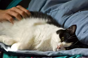sir-theodorable-purrsalot