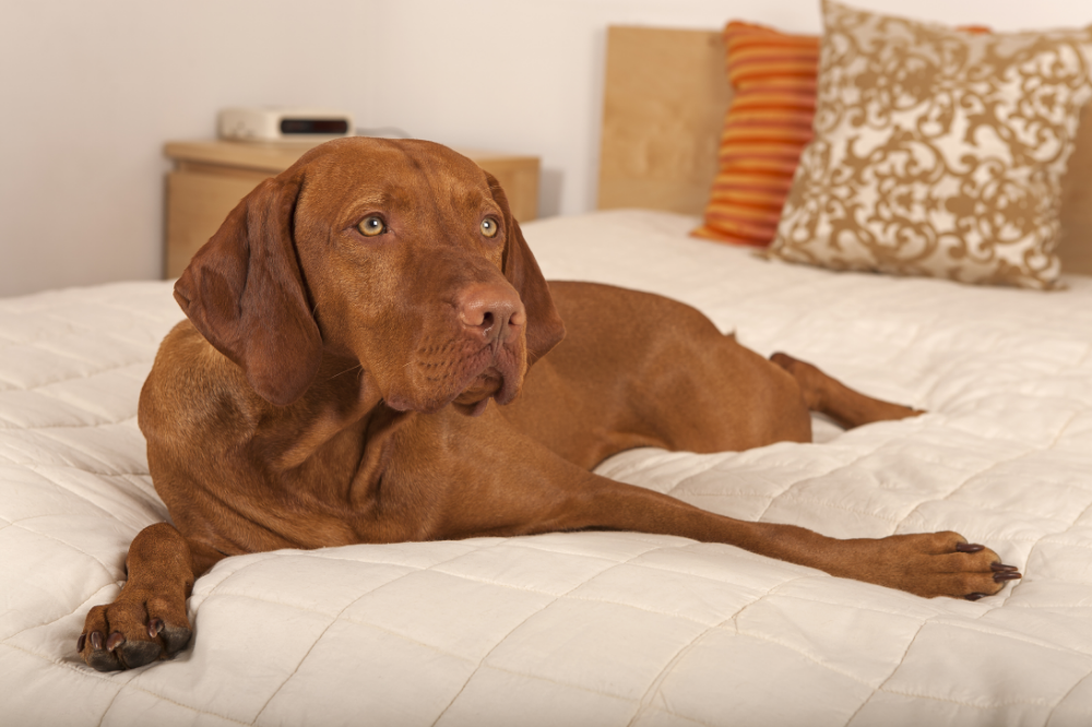 3-Fun fact Vizsla GettyImages-516408919