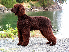 Irish Dogs irish water spaniel
