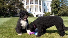 Obama pets