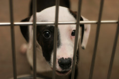 214puppybehindcrate