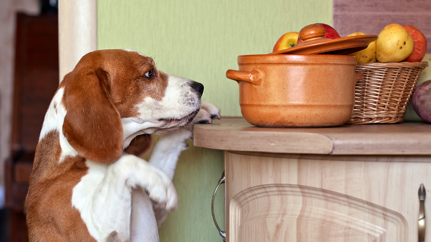 5 Notorious Counter-Surfing Dog Breeds