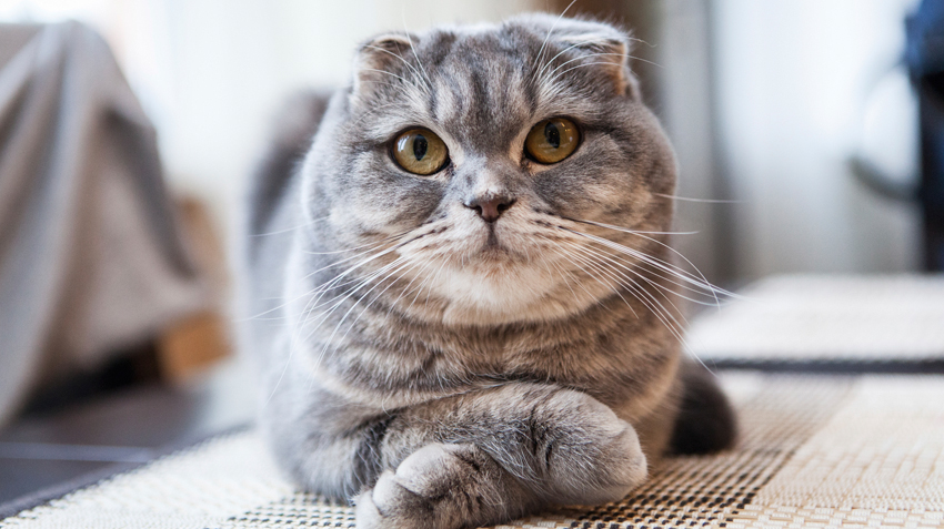 5 Things You Didn't Know About Scottish Fold Cats