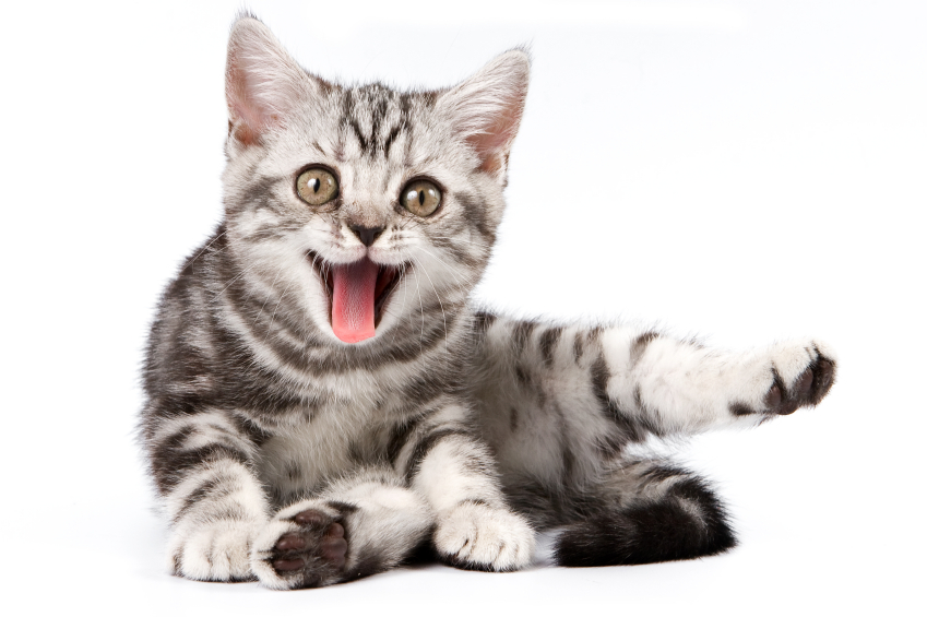 smiling-cat1