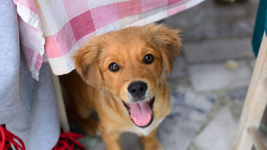 5 Game Day Foods to Avoid Feeding Pets