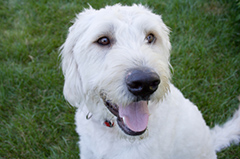258WhiteLabradoodle