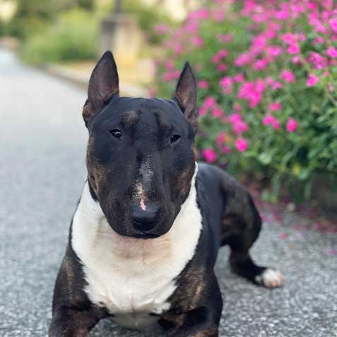 Ozzy Pawsborne Prince of Barkness